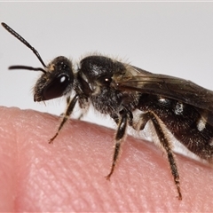 Lasioglossum (Chilalictus) sp. (genus & subgenus) (Halictid bee) at Jerrabomberra, NSW - 5 Nov 2025 by DianneClarke