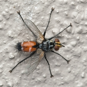 Unverified True fly (Diptera) at Weston, ACT - Today by Kenp12