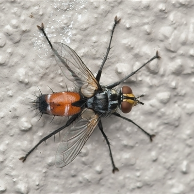 Cylindromyia sp. (genus) (Bristle fly) at Weston, ACT - 5 Nov 2025 by Kenp12