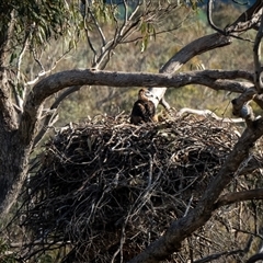 Aquila audax (Wedge-tailed Eagle) at Carwoola, NSW - 1 Nov 2025 by IJO