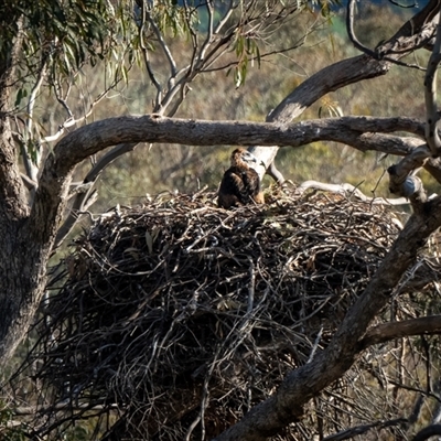 Aquila audax (Wedge-tailed Eagle) at Carwoola, NSW - 1 Nov 2025 by IJO