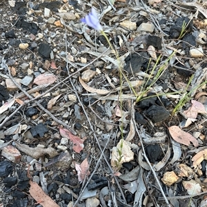 Wahlenbergia gracilis at Aranda, ACT - Today by lbradley
