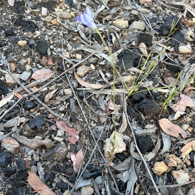 Wahlenbergia gracilenta (Annual Bluebell) at Aranda, ACT - 5 Nov 2025 by lbradley