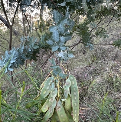 Acacia baileyana (Cootamundra Wattle, Golden Mimosa) at Aranda, ACT - 5 Nov 2025 by lbradley