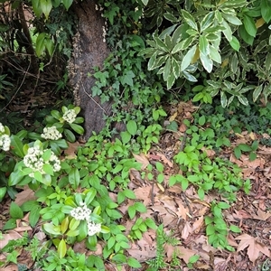 Hedera helix at Scullin, ACT - 21 Oct 2025 by texeon