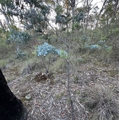 Acacia baileyana (Cootamundra Wattle, Golden Mimosa) at Aranda, ACT - 5 Nov 2025 by lbradley