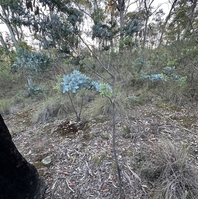 Acacia baileyana (Cootamundra Wattle, Golden Mimosa) at Aranda, ACT - 5 Nov 2025 by lbradley