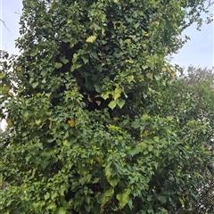 Hedera sp. (Ivy) at Scullin, ACT - 21 Oct 2025 by texeon