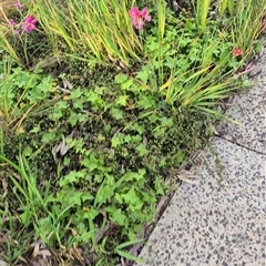 Hedera sp. (Ivy) at Scullin, ACT - 21 Oct 2025 by texeon