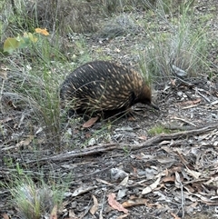 Tachyglossus aculeatus (Short-beaked Echidna) at Aranda, ACT - 5 Nov 2025 by lbradley