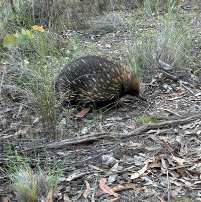 Tachyglossus aculeatus (Short-beaked Echidna) at Aranda, ACT - 5 Nov 2025 by lbradley