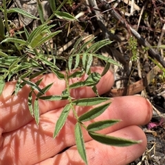 Swainsona sericea (Silky Swainson-Pea) at Hawker, ACT - 5 Nov 2025 by LeahColebrook