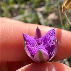 Thysanotus tuberosus (Common Fringe-lily) at Hawker, ACT - 5 Nov 2025 by LeahColebrook