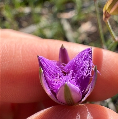 Thysanotus tuberosus (Common Fringe-lily) at Hawker, ACT - 5 Nov 2025 by LeahColebrook