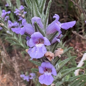 Chloanthes parviflora at Wadbilliga, NSW - 27 Oct 2025 by LeahColebrook