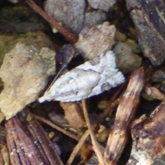 Euphona euphona (A Tortricid moth (Epitymbiini) at West Hobart, TAS - 5 Nov 2025 by VanessaC