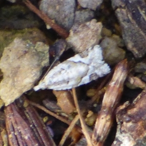 Euphona euphona (A Tortricid moth (Epitymbiini) at West Hobart, TAS - Today by VanessaC