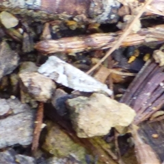 Euphona euphona at West Hobart, TAS - 5 Nov 2025 04:38 PM