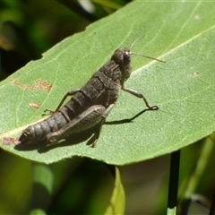 Tasmaniacris tasmaniensis (tasmanian grasshopper) at West Hobart, TAS - 2 Nov 2025 by VanessaC