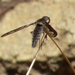 Aleucosia sp. (genus) (Bee Fly) at West Hobart, TAS - 2 Nov 2025 by VanessaC