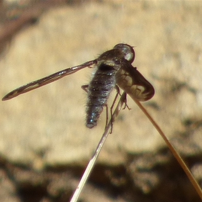 Aleucosia sp. (genus) (Bee Fly) at West Hobart, TAS - 2 Nov 2025 by VanessaC