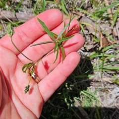 Cullen tenax (Tough Scurf-Pea) at Watson, ACT - 5 Nov 2025 by BethanyDunne