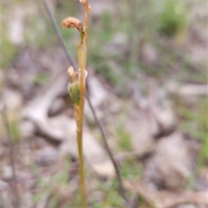 Hymenochilus (genus) at Watson, ACT - 29 Oct 2025 by BethanyDunne