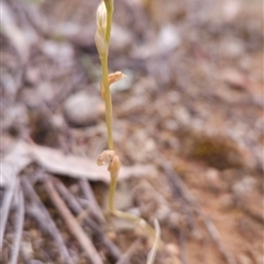 Hymenochilus (genus) (A Greenhood Orchid) at Watson, ACT - 29 Oct 2025 by BethanyDunne