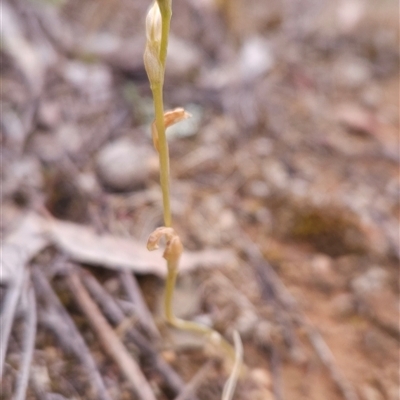Hymenochilus (genus) (A Greenhood Orchid) at Watson, ACT - 29 Oct 2025 by BethanyDunne