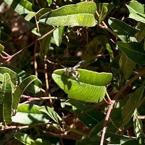 Unverified Insect at Aranda, ACT - Today by KMcCue