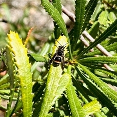 Eumeninae (subfamily) (Unidentified Potter wasp) at Aranda, ACT - 5 Nov 2025 by KMcCue