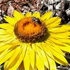 Amegilla sp. (genus) at Aranda, ACT - Today by KMcCue