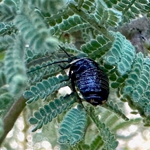 Unverified Beetle (Coleoptera) at Aranda, ACT - Today by KMcCue