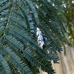 Eusemocosma pruinosa (Philobota Group Concealer Moth) at Aranda, ACT - 5 Nov 2025 by KMcCue
