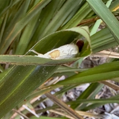 Coniopterygidae (family) (Dusty lacewing or Dustywing) at Aranda, ACT - 5 Nov 2025 by KMcCue