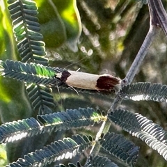 Merocroca automima at Aranda, ACT - 5 Nov 2025 by KMcCue