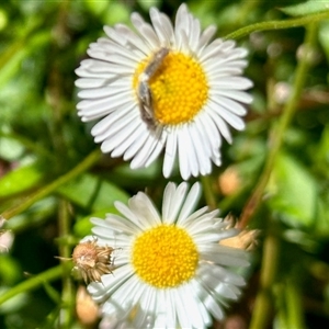 Heliocosma (genus - immature) at Aranda, ACT - Today by KMcCue