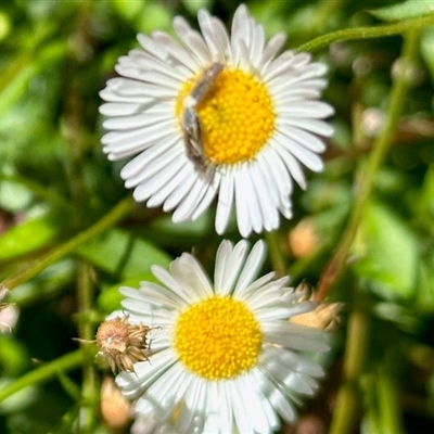 Lygaeidae (family) (Seed bug) at Aranda, ACT - 5 Nov 2025 by KMcCue