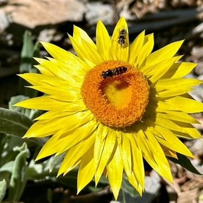 Simosyrphus grandicornis at Aranda, ACT - 5 Nov 2025 by KMcCue