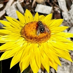 Muscidae (family) (Unidentified muscid fly) at Aranda, ACT - 5 Nov 2025 by KMcCue
