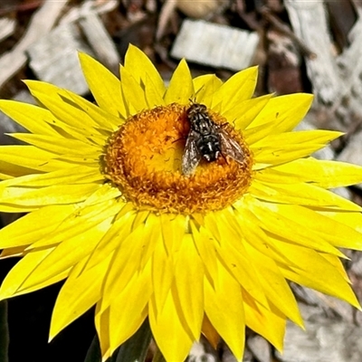 Muscidae (family) (Unidentified muscid fly) at Aranda, ACT - 5 Nov 2025 by KMcCue