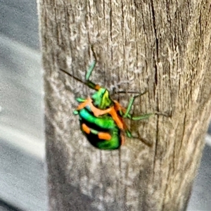 Unverified Shield, Stink or Jewel Bug (Pentatomoidea) at Aranda, ACT - Today by KMcCue