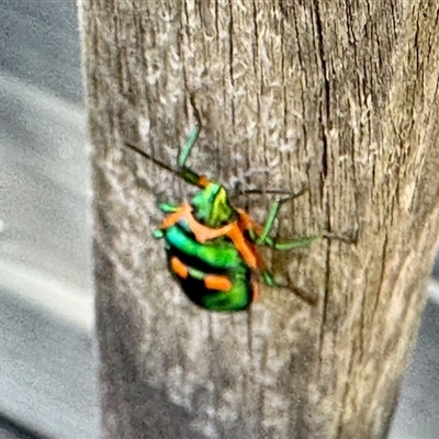 Scutiphora pedicellata (Metallic Jewel Bug) at Aranda, ACT - 5 Nov 2025 by KMcCue