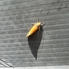 Merocroca automima at Aranda, ACT - 5 Nov 2025 by KMcCue