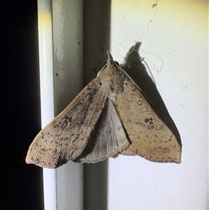 Rhapsa suscitatalis (Wedged Rhapsa) by Pirom