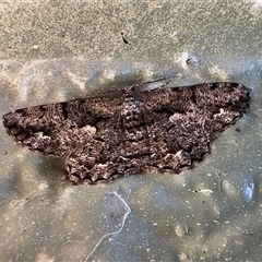 Unplaced externaria (Mahogany Bark Moth) at Parkes, ACT - 24 Oct 2025 by Pirom