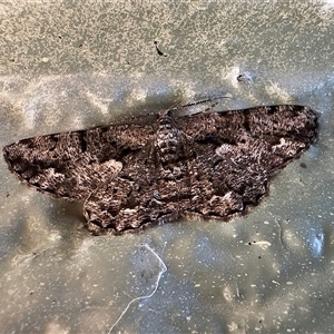 Unplaced externaria (Mahogany Bark Moth) at Parkes, ACT - 24 Oct 2025 by Pirom