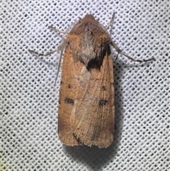 Agrotis porphyricollis (Variable Cutworm) at Reid, ACT - 23 Oct 2025 by Pirom