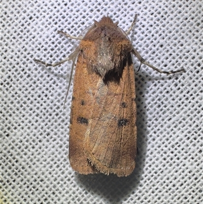 Agrotis porphyricollis (Variable Cutworm) at Reid, ACT - 23 Oct 2025 by Pirom