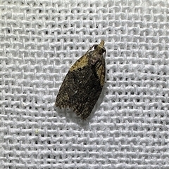 Capua intractana (A Tortricid moth) at Reid, ACT - 2 Nov 2025 by Pirom